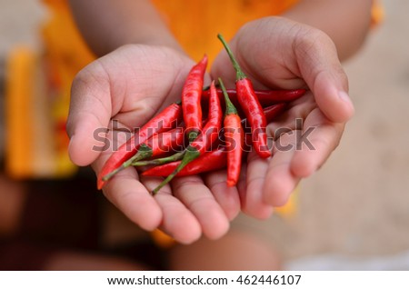 Hand holding Fresh red Chilli.Chili useful in weight control .Flu Relief.Pungency of peppers from substances known as 