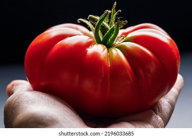 Hand Holding A Fresh, Whole Organically Homegrown 'Pantano Romanesco' Tomatoes, An Italian Heirloom Beefsteak Variety, On A Black Background