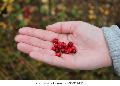 A hand holding freshly picked lingonberries in Levi, Lapland on an autumn day. The vibrant red berries contrast beautifully with the fall foliage, capturing the essence of the season. - Powered by Shutterstock