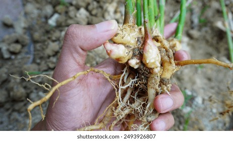 Hand holding a ginger plant, farmer harvesting ginger plants. - Powered by Shutterstock