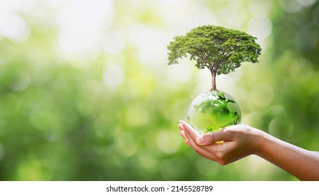 hand holding glass globe with planting trees and blurry green nature ecological concept - Shutterstock ID 2145528789