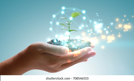 Hand holding globe with green plant growing . Environmentally friendly concept - Shutterstock ID 708546553