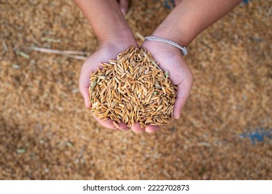 Hand holding golden paddy seeds with paddy rice background.Naked human hand full of Rice. scientific name is Oryza sativa (Asian rice) or less commonly Oryza glaberrima. Commonly consumed staple food.