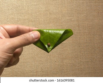 Hand Holding Green Betel Quid Or Paan