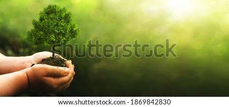Hand holding green big tree growing on sunny green nature background.  Environment world earth day. Eco  concept. Arbor day
