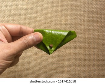 Hand Holding Green Color Betel Quid Or Beeda Paan