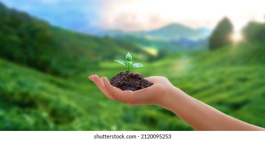 Hand holding green plant. energy sources for renewable, sustainable development. Ecology concept. - Shutterstock ID 2120095253