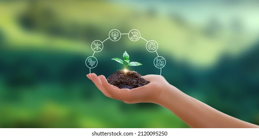 Hand holding green plant with icons energy sources for renewable, sustainable development. Ecology concept. - Shutterstock ID 2120095250