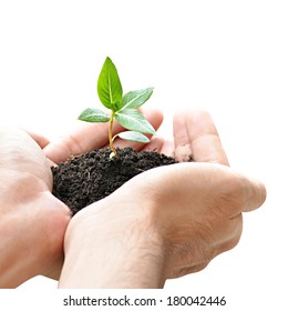 Hand Holding Green Seedling With Soil