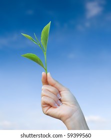 Hand Holding Green Tea Leaf With Blue Sky Background