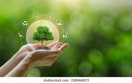 Hand holding a green tree with icons of energy sources for renewable, sustainable development. ecology and world sustainable environment concept. Saving the environment, saving the clean planet. - Powered by Shutterstock