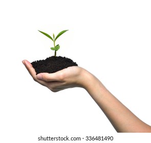 Hand Holding A Green Young Plant Isolated On White Background