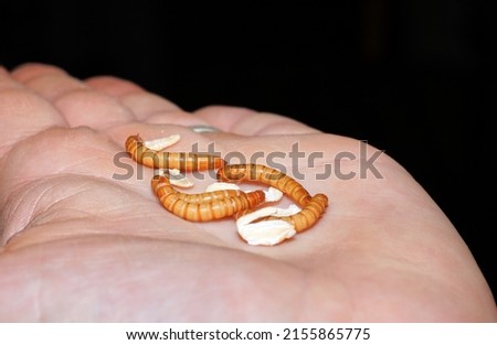 Hand Holding A Group of Mealworms Close Up