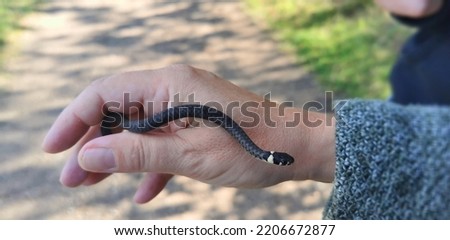 Hand holding harmless baby natrix grass snake found in wild nature