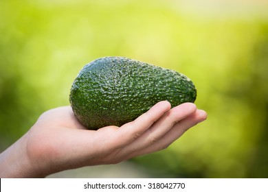  Hand Holding Hass Avocado