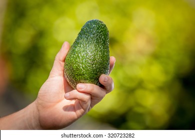 Hand Holding Hass Avocado
