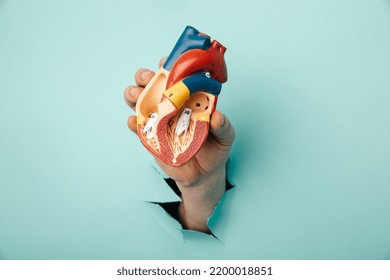 Hand Holding Heart Organ Through A Hole In A Blue Background.