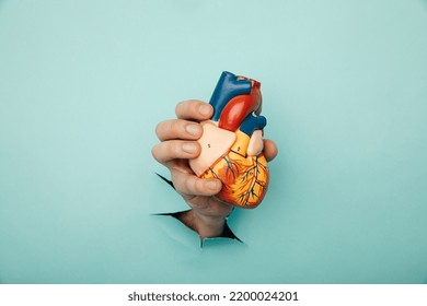 Hand Holding Heart Organ Through A Hole In A Blue Background.