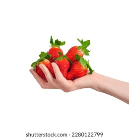 Hand holding a huge heap of strawberries isolated on white background. A hand is full of strawberries. Summer berry banner - Powered by Shutterstock