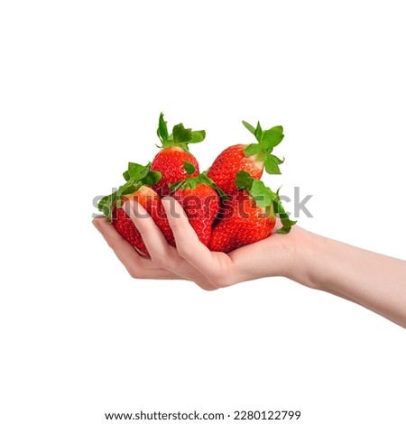 Hand holding a huge heap of strawberries isolated on white background. A hand is full of strawberries. Summer berry banner