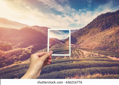 Hand Holding Instant Photo And View Tea Field Sunrise.