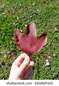 hand holding leaf