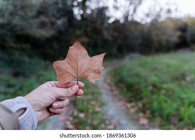 hand holding a leaf - fall