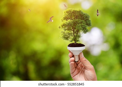 Hand Holding Light Bulb On Tree Green Natural Background , Green Energy Concept
