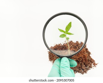 Hand holding a magnifying glass looking at cannabis seedling in a pile of soil over a white background. Concept of marijuana plantation for medical and business