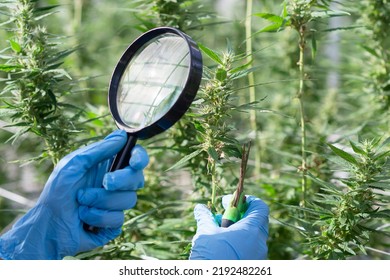 67 Holding a magnifying glass looking to cannabis Stock Photos, Images