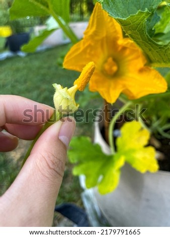A hand is a holding a male zucchini flower stamen, about to pollinate a female squash blossom. 