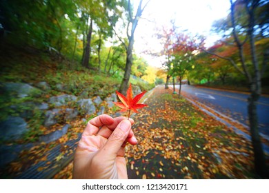 Hand holding maple leaf
