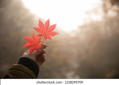 
A hand holding a maple leaf