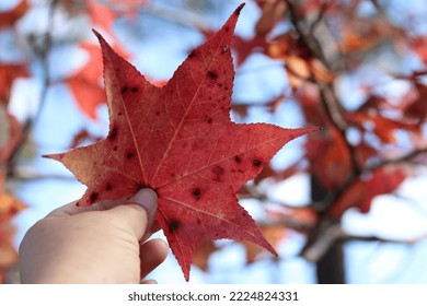 Hand Holding Maple Leaf Up