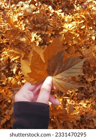 The hand holding maple leaves with goldeng leaves background.
