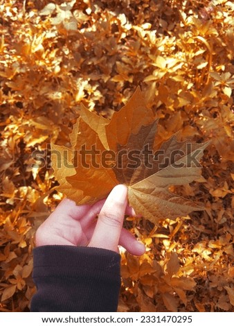 The hand holding maple leaves with goldeng leaves background.