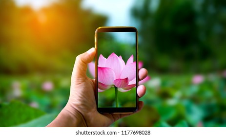 Hand holding mobile phone and take a photo colorful  lotus flowers on blurred background with sunlight. - Powered by Shutterstock