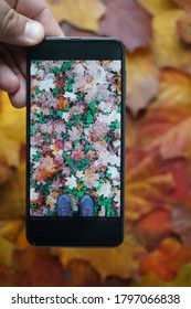 A hand holding an mobile Phone trying to capture the awesome colors of autumn in the forest.