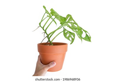 Hand Holding Monstera Adansonii Plant On Black Plastic Pot With Isolated White Background. 