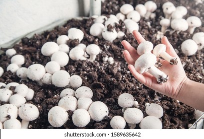 38,999 Mushrooms farm Images, Stock Photos & Vectors | Shutterstock