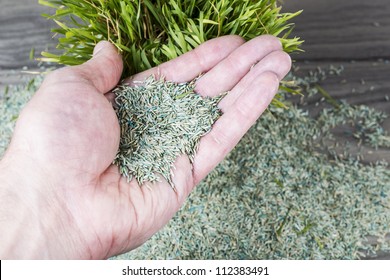 Hand Holding New Grass Seed With Grass And Wood In Background