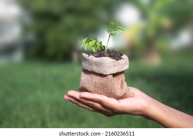 Hand Holding New Growth Plant Small Tree In Hemp Sack Bag On Green Fresh Nature With Sunlight.macro Life New Young Plant Growing From Seed In Black Soil In Garden.environment Ecology Protection,spring