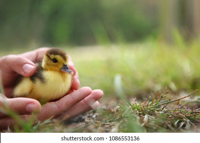 Hand Holding Newborn Baby Muscovy Duckling - Vulnerability Concept