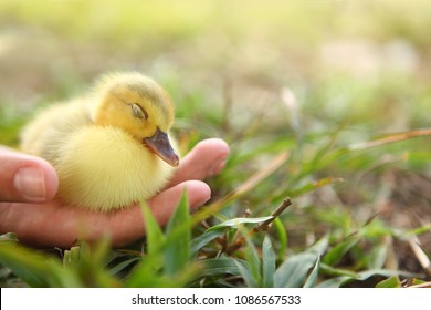 Hand Holding Newborn Baby Muscovy Duckling - Vulnerability Concept