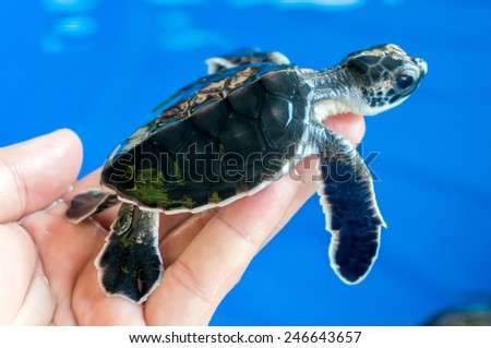 Hand holding newly hatched baby turtle
