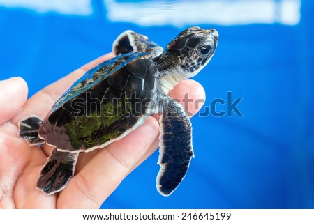 Hand holding newly hatched baby turtle