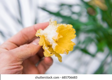 Hand Holding One Yellow Daffodil Bulb Covered In Icy Snow