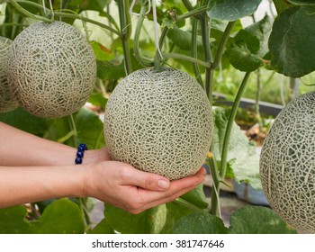 Hand Holding Organic Green Cantaloupe Melons Stock Photo 381747646 ...