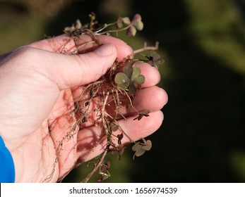 Hand Holding Oxalis Weed Or Wood Sorrel With Leafs And Rhizome In Frontof Green Background