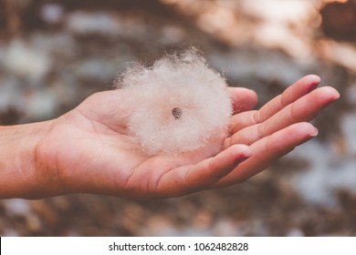 Hand Holding A Packet Of Cotton With Seed To The Fallen Center Of The Cotton